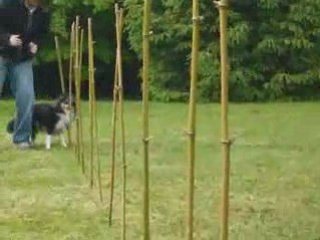 Two princes agility