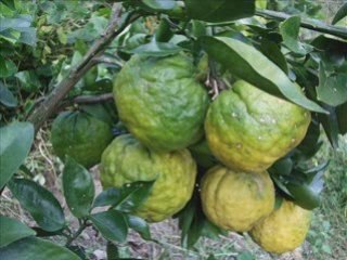 Mauro Gibo's Organic Orchard in Kameyama