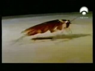 Sistema nervioso de las cucarachas