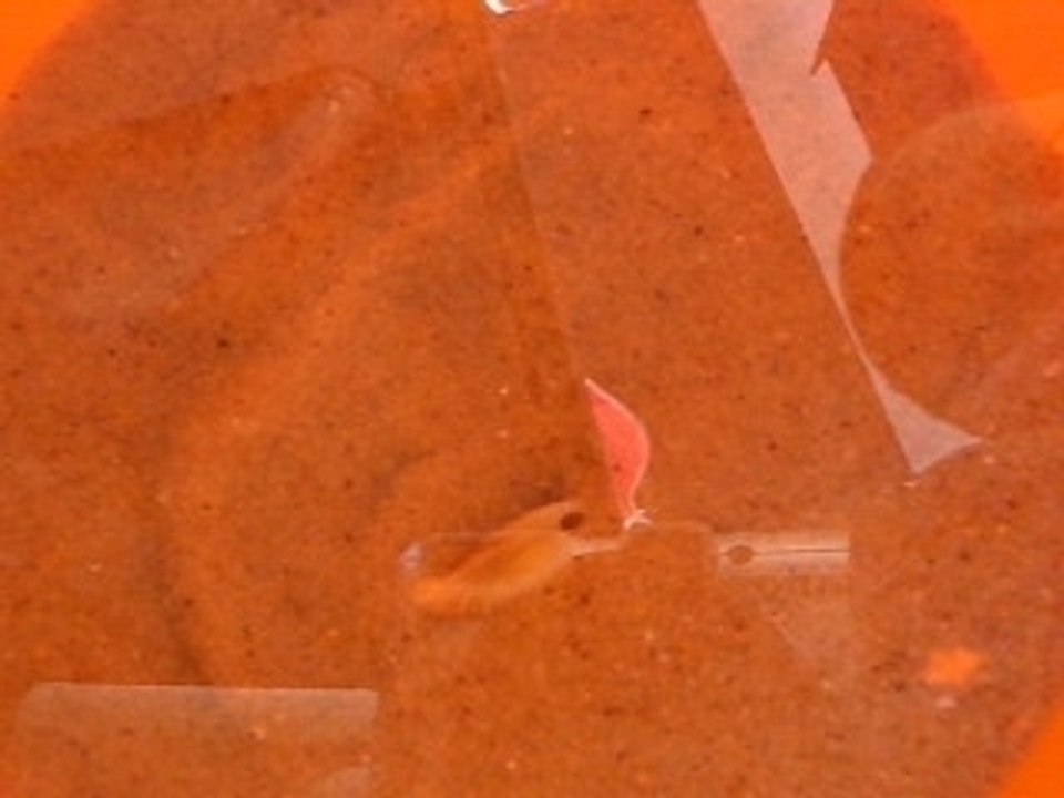 coquillage