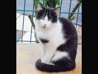 Bettina : toute la vie au refuge ?! (Alban et Milan adopté!)