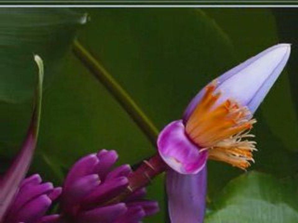 la nature par (nissa)