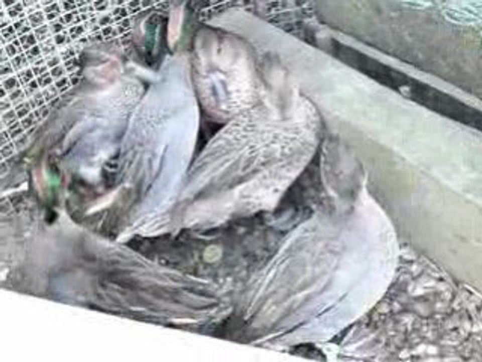 Tous les males de sarcelles