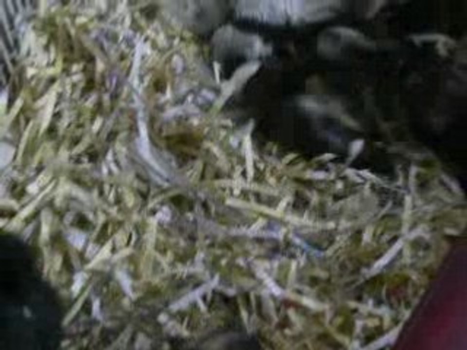 petit chiot lhassa apso