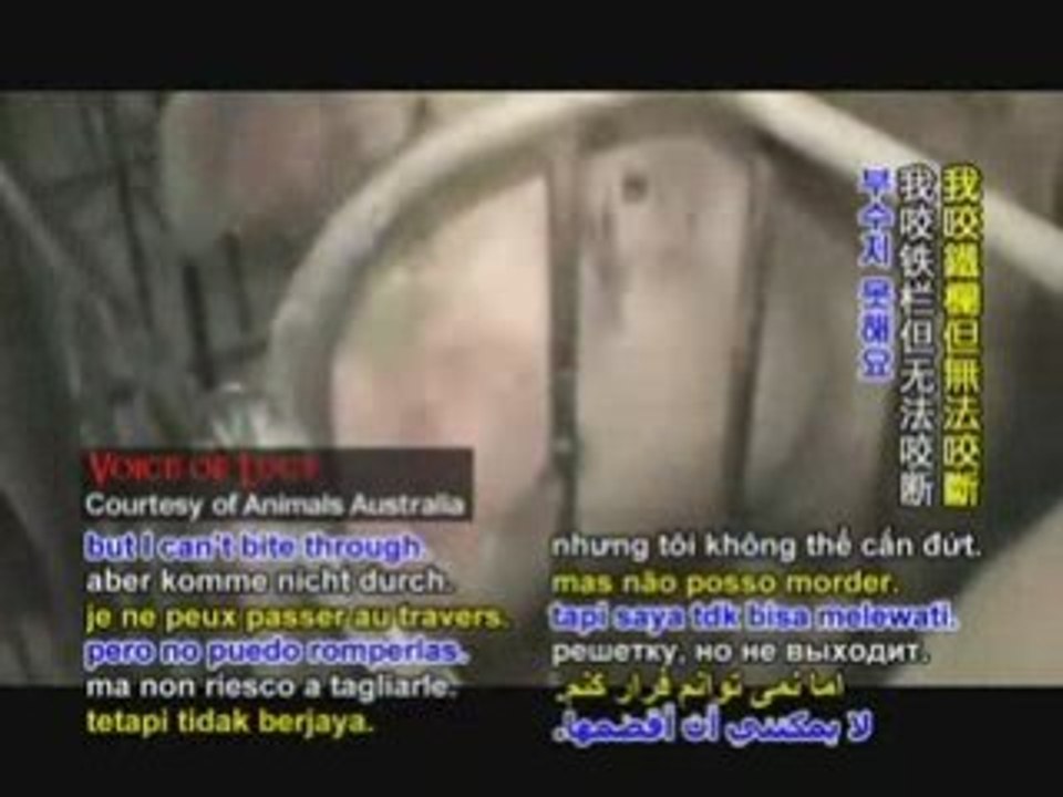 Stop Animal Cruelty-A Plea for Mercy for Pigs