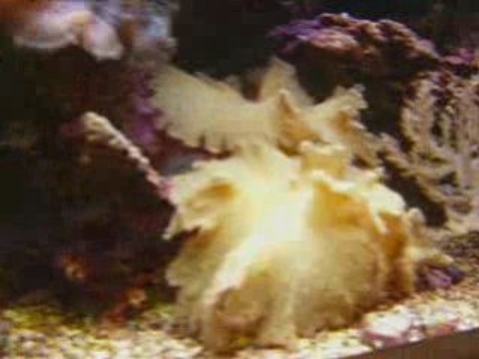 Aquarium_recifal_bases_aquaroche
