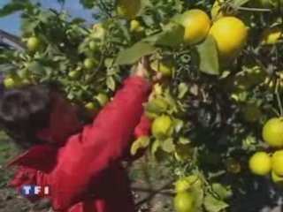 Les agrumes, le soleil en hiver de la Côte d'Azur