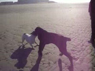 dalhi dogue allemand