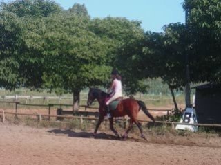 Hommage à un cheval