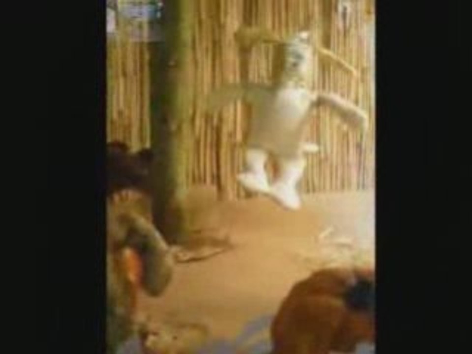 vitrine animé