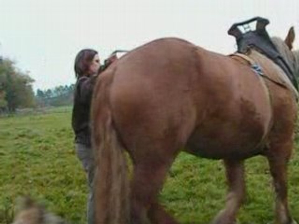 1er essai du collier pr Sapri'