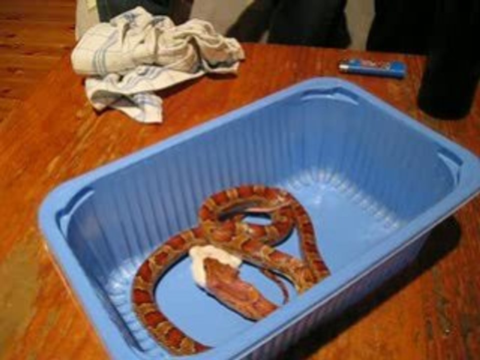 Repas Elaphe Guttata