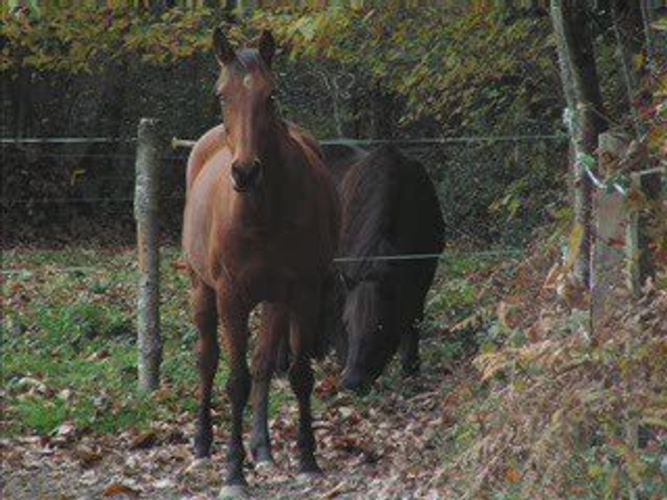 Video nozgwenn 05-11