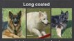 German Shepherd Coat Colors - GSD Coat Colors and Patterns