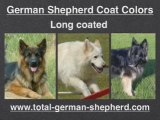 German Shepherd Coat Colors - GSD Coat Colors and Patterns