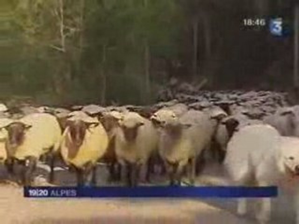 la démontagnée d'un troupeau à Bramans