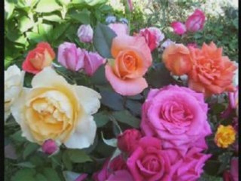 ÇIRPINIRDI KARADENİZ YILDIRIM GÜRSES