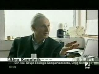 Inteligencia animal: El cuervo Betty