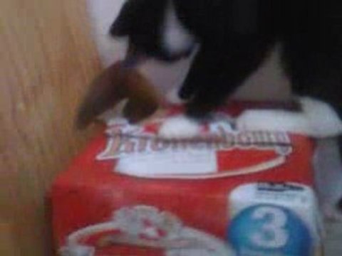 hs mon chat ki aime la biére