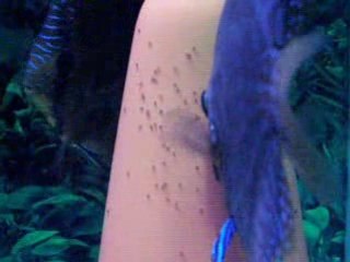 Vidéo leopard/ issu sauvage