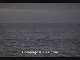 Galapagos Islands Dolphins - video tour