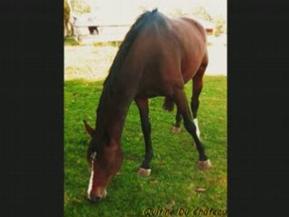 Quitine video