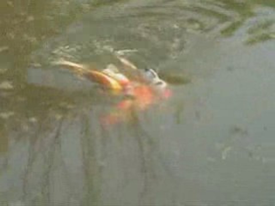 Reproduction naturelle des carpes kois