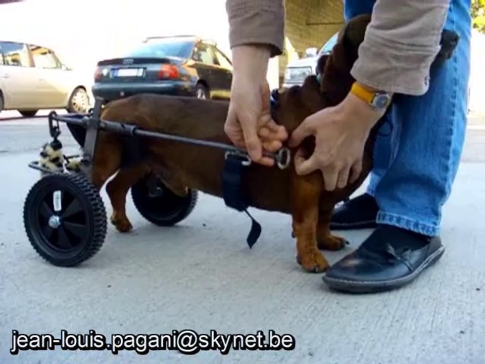 appareillage pour teckel paralysé