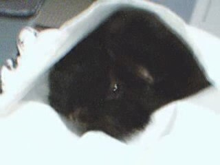 en mode calin dans le coussin