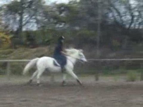 GALOP A MAIN DROITE PUIS ARRET.