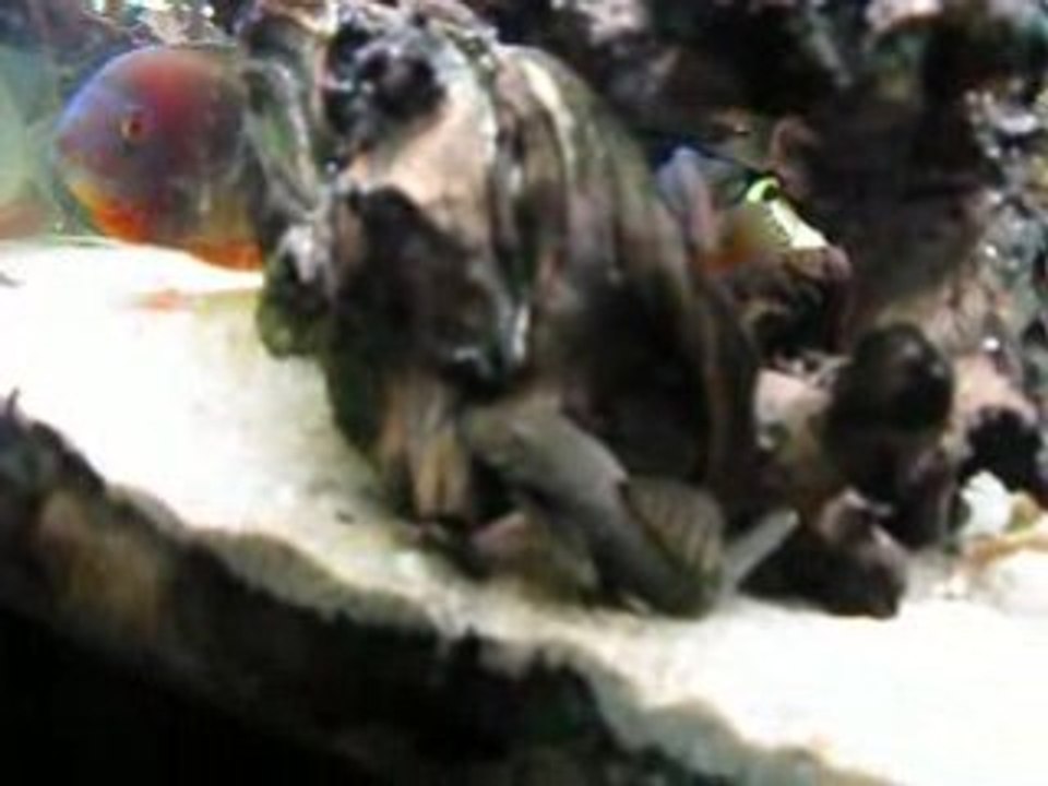 Cleithracara maroni - Keyhole