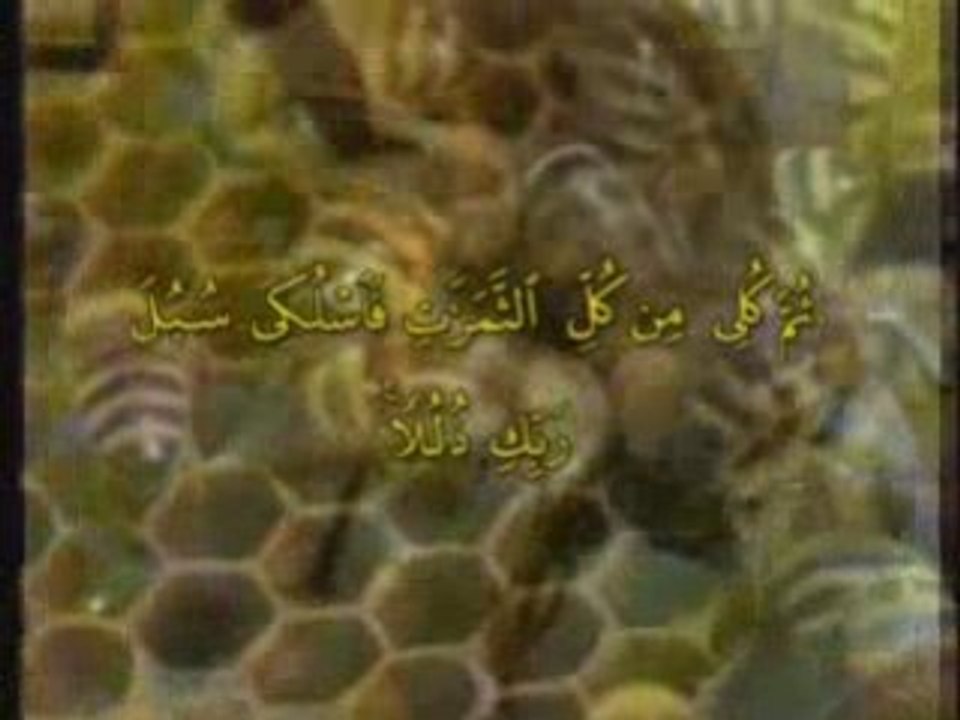 sourate les abeilles une video de salafi59100