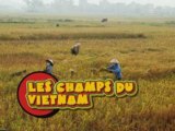 VIETNAM - LES CHAMPS DU NORD