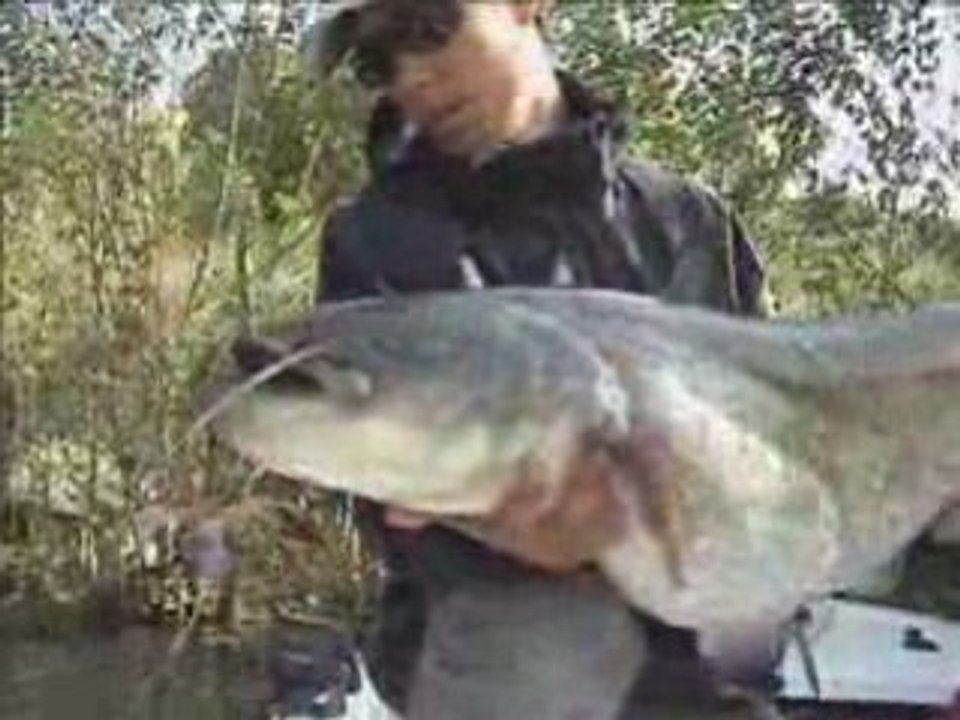 Silure saison 2008 - Sillage Peche