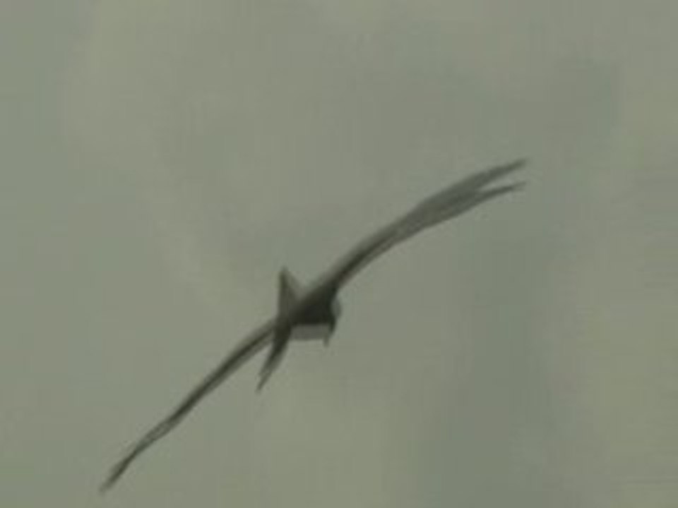 aigle