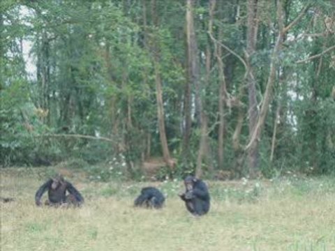 LA VALLEE DES SINGES