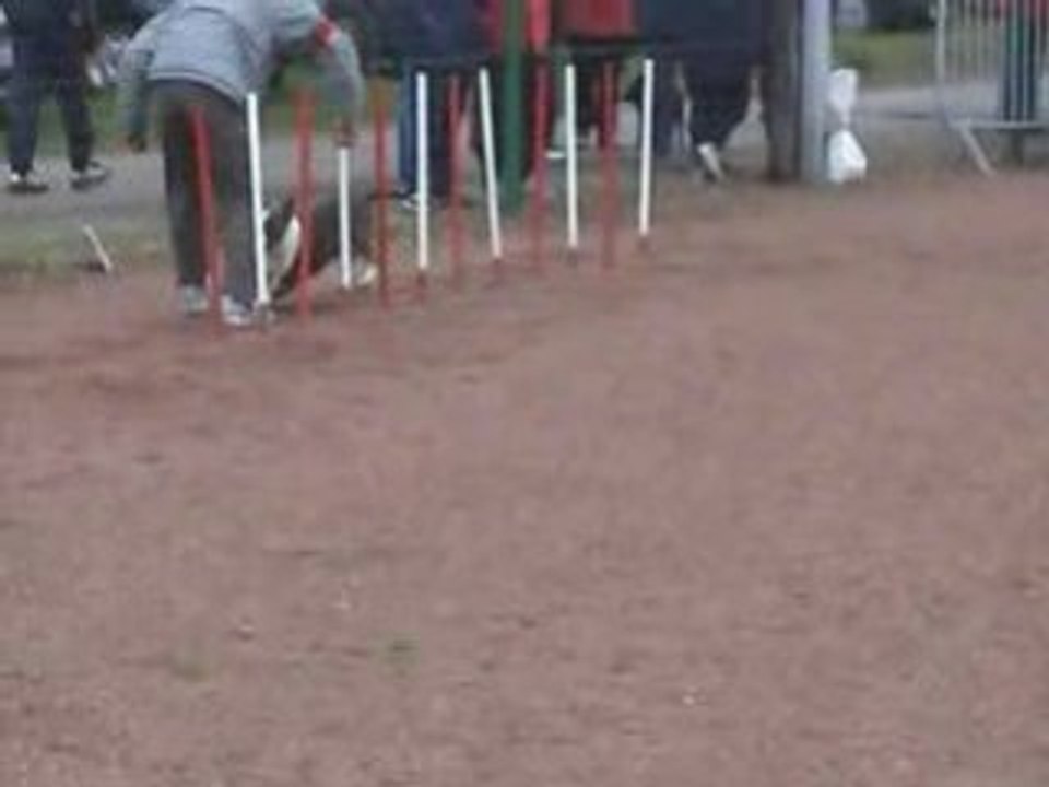 Chien sportif