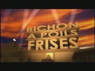 Générique Bichon à poils frisés