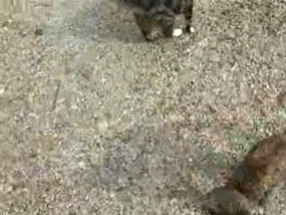 Mes chats <3