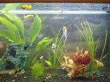 Mon aquarium de 180 L ( 2eme video)