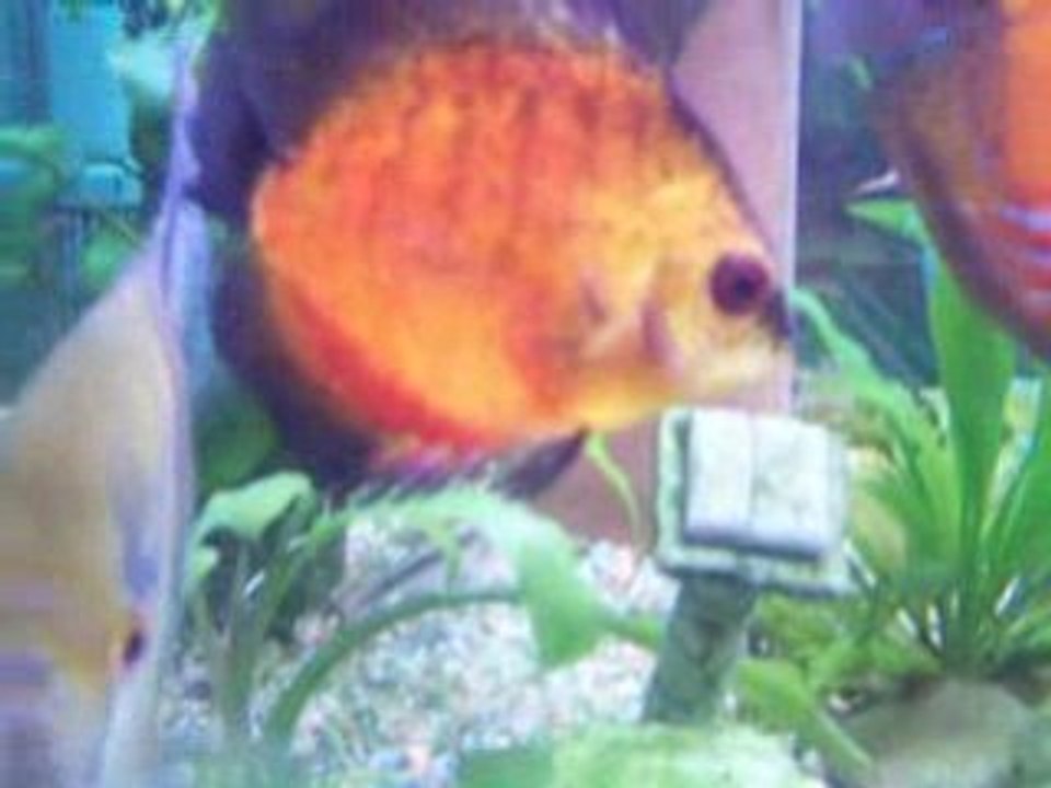 mon 360l discus