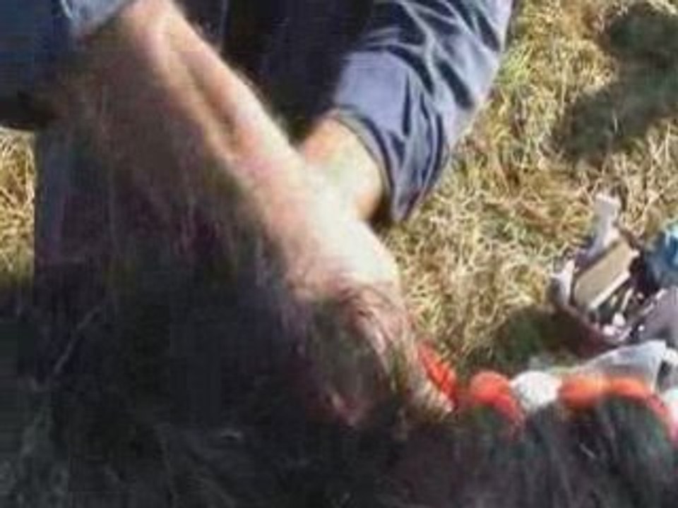 Foire de Libramont 08: concours du cheval de trait ardennais