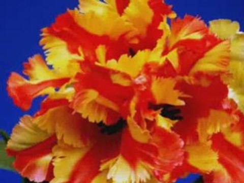 Sevdim Seni Mabuduma Canan Diye Sevdim