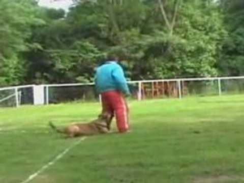 ATILA GARDE AU FERME RING