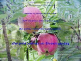 SİVASLI GARDAŞ-Bekir ALİM