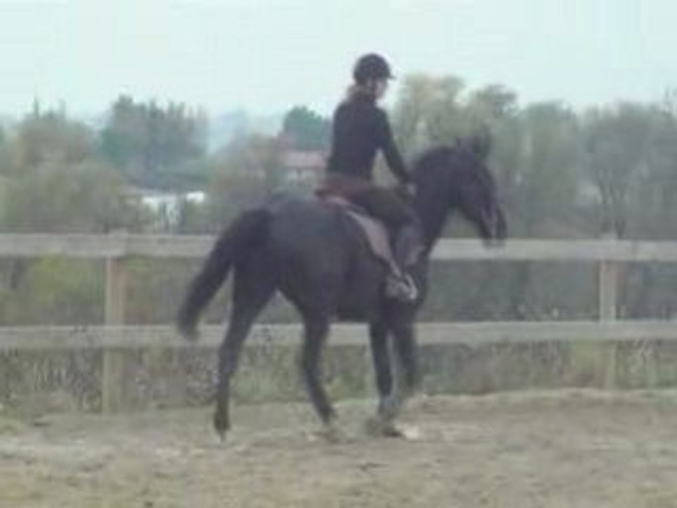 olten cheval