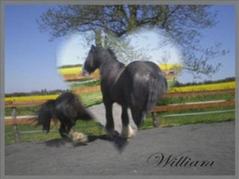 Montage 2 ans avec Willou