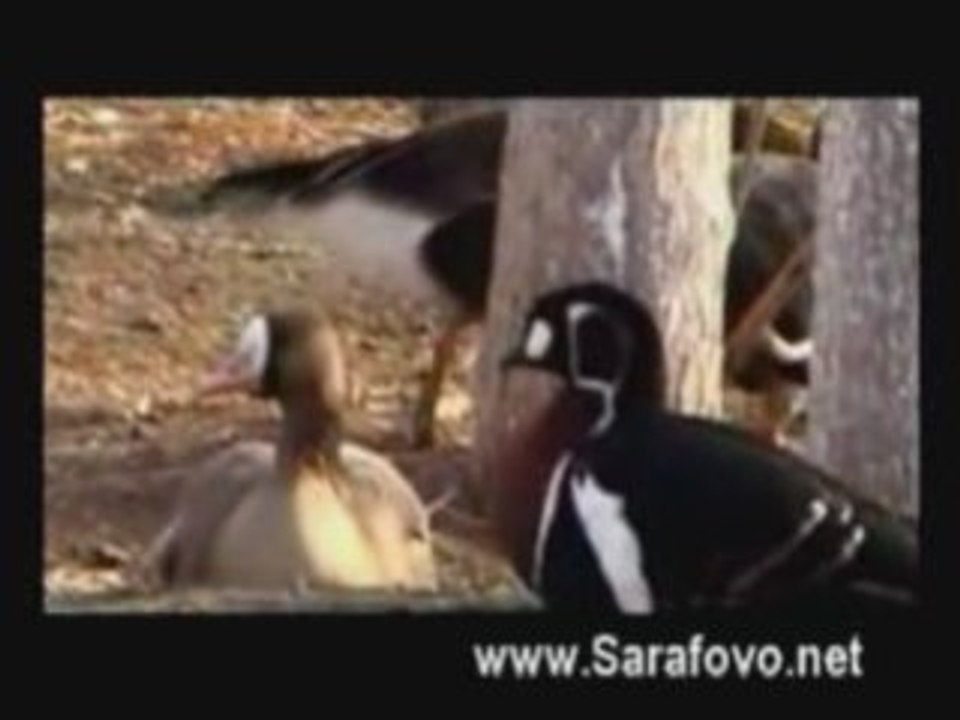 Atanasovsko lake - Sarafovo, Burgas, Bulgaria