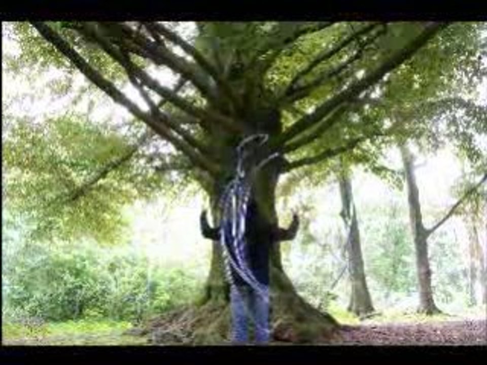 ForestTrip