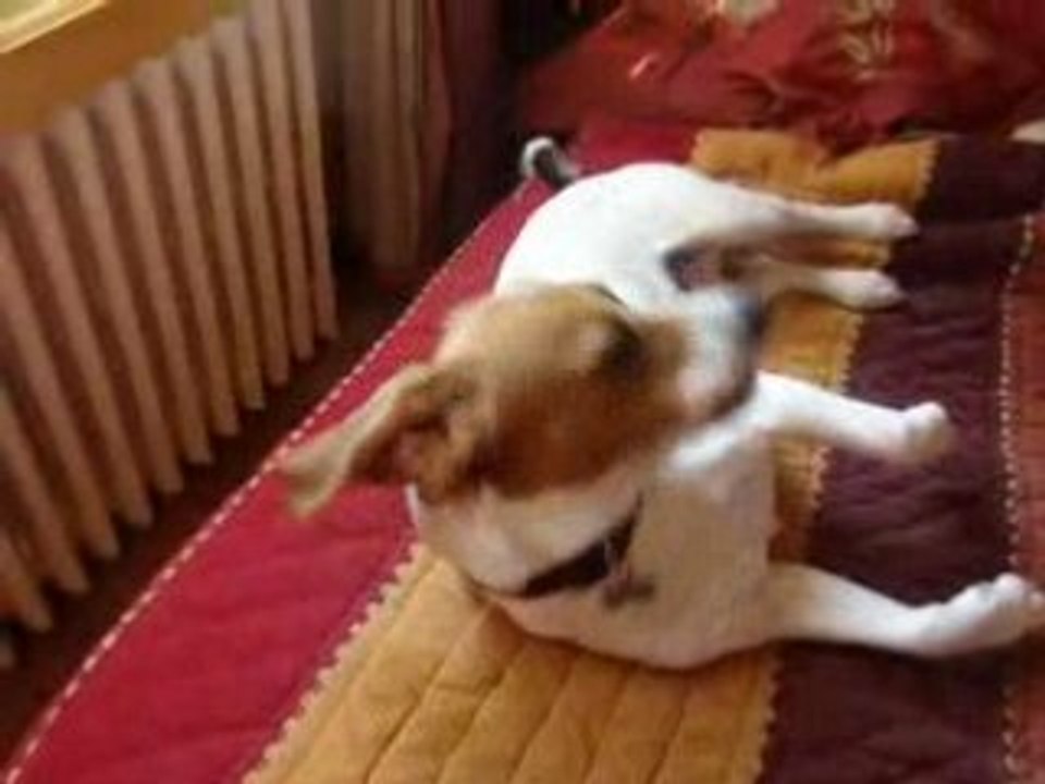 beagle super chanteur